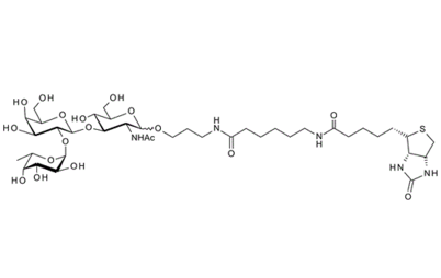 870891-89-7 , Fuca1-2Galb1-4GlcNAc-b-1-O(CH2)3NHCO(CH2)5NH-biotin ; Blood Group H type II trisaccharide, spacer-biotin conjugate