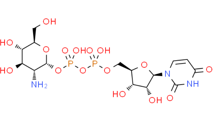  17479-04-8 ,尿苷二磷酸酯葡萄糖胺,UDP-a-D-glucosamine,CAS: 17479-04-8 